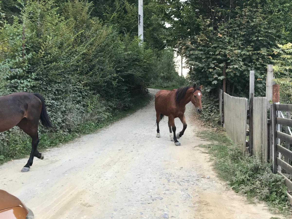 Casutele Doftanei Appartement Teşila Buitenkant foto